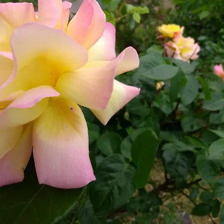 Retro Challenge&garden *