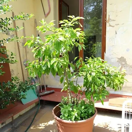 Apartment Garden On Art Nouveau Street In Prague