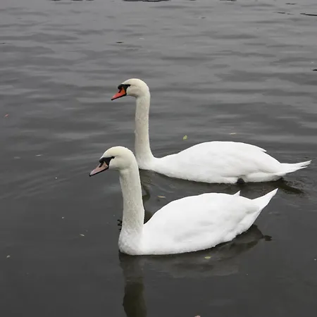 Botel Racek