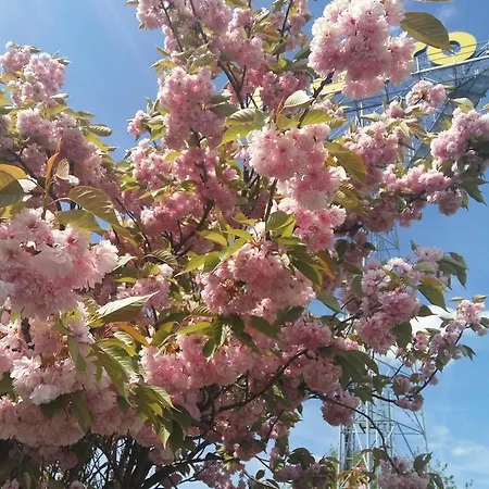 Bonsai * Praha