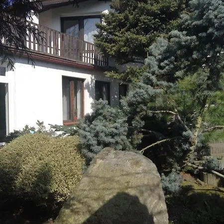 Bonsai *