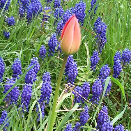 Retro Challenge And Garden Gæstehus