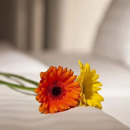 Dahlia 3*