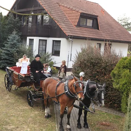 Conifer Idyllicprague *